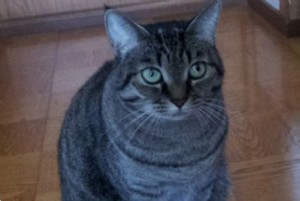ミニコロS